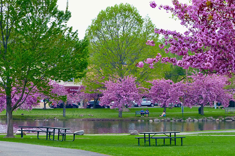 Picnic tables under spring blossom in Taylor Park